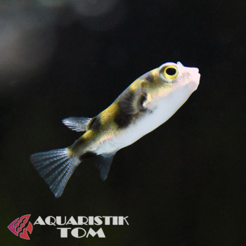 Papageikugelfisch / Asselkugelfisch, Colomesus asellus